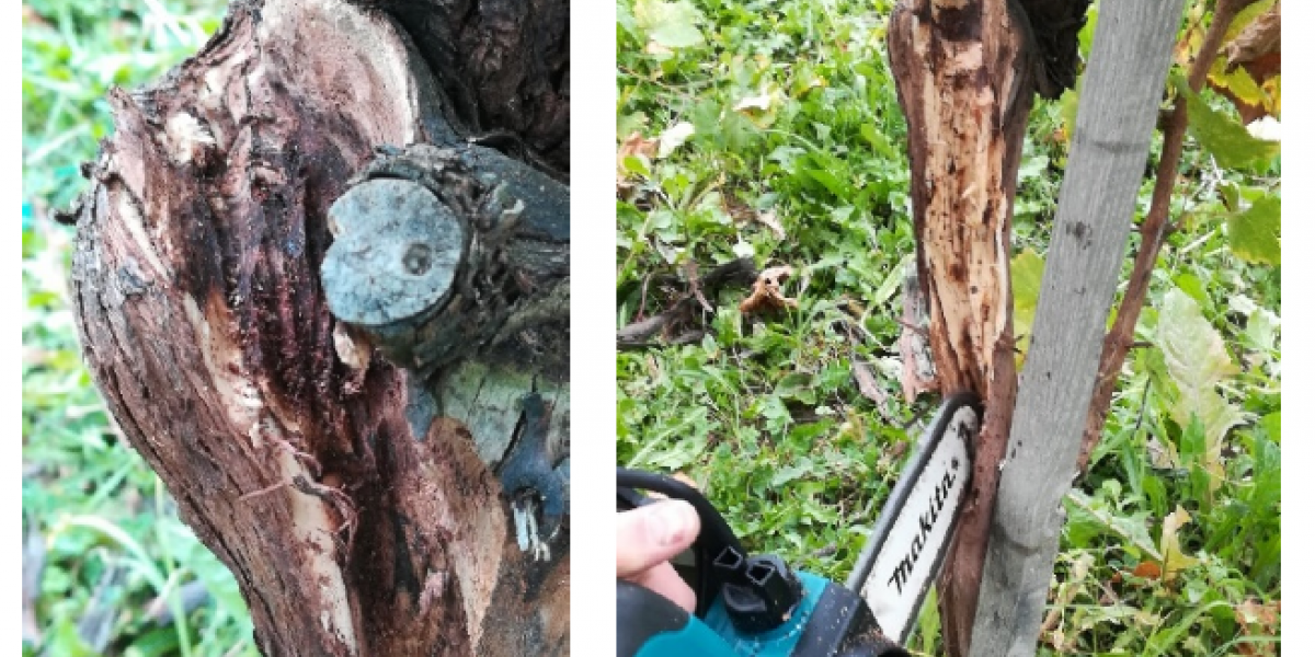 Radionica dendrokirurgije za vinogradare i vinare