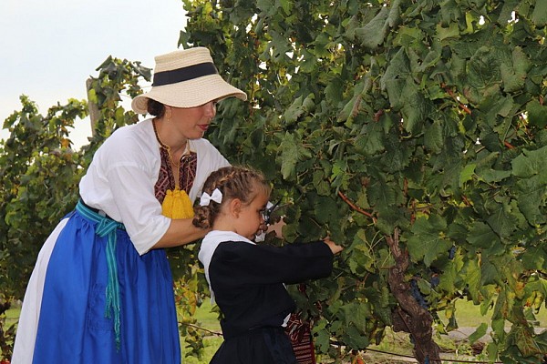 U Konavlima uspješno održano dvanaesto "Trganje"