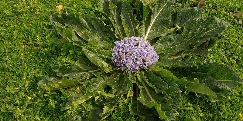 mandragora.jpg